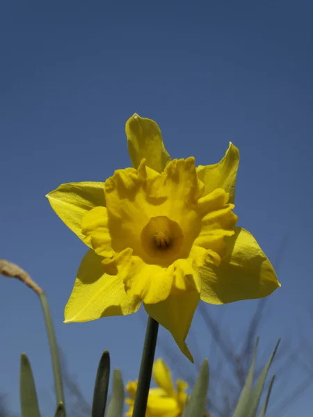 Narciso híbrido, narciso — Foto de Stock
