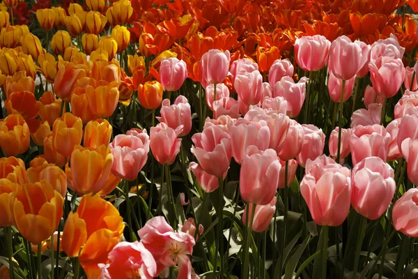 Tulpenblüten im Frühling, Niederlande — Stockfoto