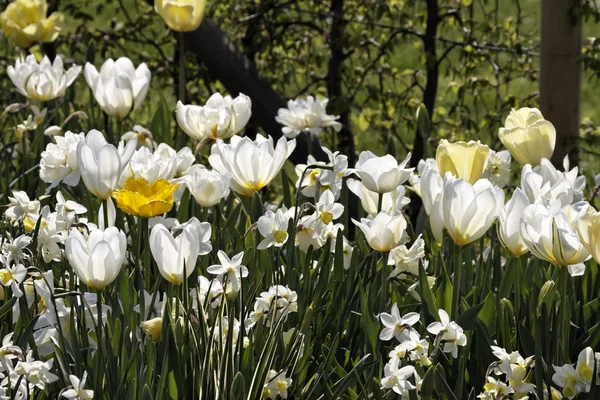 白色郁金香和水仙花在春天，德国，欧洲 — 图库照片
