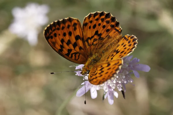 Brenthis Daphne, Borboleta Fritilária Marmorizada da França, Europa — Fotografia de Stock