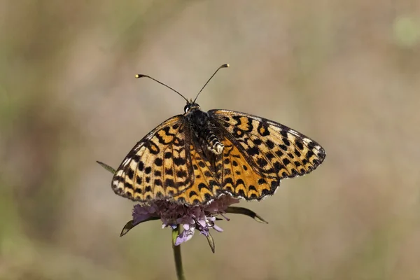 Melitaea didyma, Fritilária manchada ou Fritilária de banda vermelha (fêmea) do sul da França, Europa — Fotografia de Stock