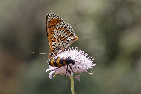 Tweekleurige parelmoervlinder, bevlekte parelmoervlinder of rood-band parelmoervlinder butterfly(male) van Zuid-Frankrijk, Europa — Stockfoto