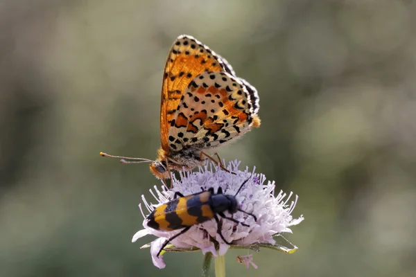 Melitaea didyma, fritilária manchada ou borboleta fritilária de banda vermelha (macho) do sul da França, Europa — Fotografia de Stock