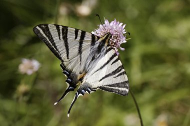 Iphiclides podalirius, kırlangıçkuyruğu, yelken swallowtail, Fransa, Güney Avrupa armut ağacı swallowtail