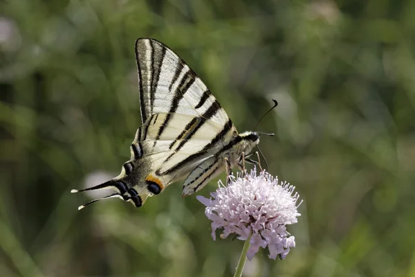 Iphiclides podalirius, Koningspage, varen Papilionidae, perelaar Papilionidae uit Frankrijk, Europa — Stockfoto