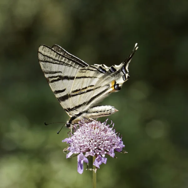 Iphiclides podalirius, Scarce swallowtail, Sail swallowtail, Pear-tree swallowtail from France, Europe — Stock Photo, Image