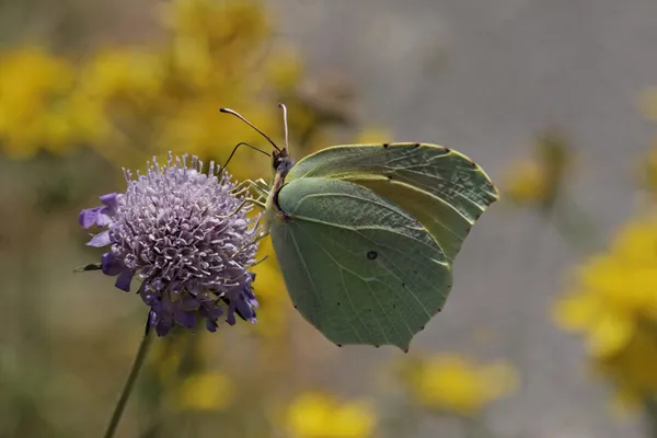 Gonepteryx cleopatra, Cleopatra, Cleopatra butterfly from Southern France, Europe — Stock Photo, Image