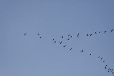 vinçler (grus grus), kuş göç Kasım, Almanya, Avrupa