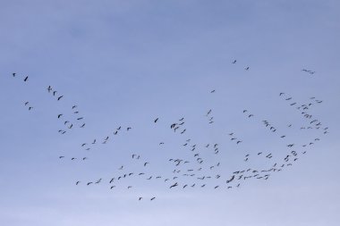 vinçler (grus grus), kuş göç Kasım, Almanya, Avrupa