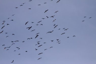 Cranes (Grus grus), bird migration in November, Germany, Europe clipart