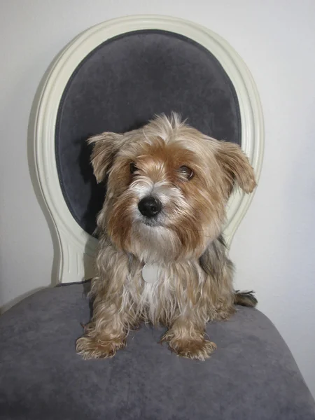 Yorkshire terrier sitter på en stol — Stockfoto