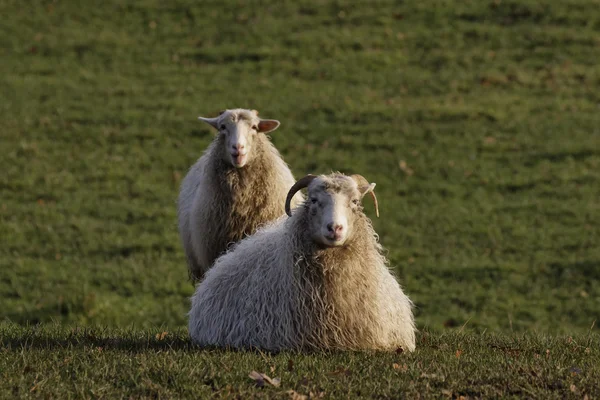 Ovejas en un prado en Alemania, Europa —  Fotos de Stock