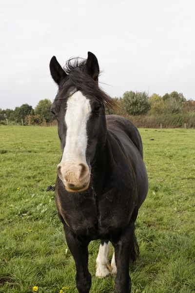 Portret konia na łące w dolnej Saksonii, Niemcy — Zdjęcie stockowe