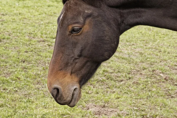 低いザクセン、ドイツの草原の馬の肖像画 — ストック写真