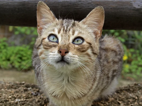 若い国内猫 (felis の catus 野良猫)、家の猫 ストックフォト