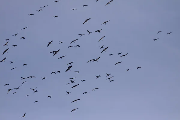 起重机 （鹤鹤），鸟在 11 月，德国，欧洲的迁移 免版税图库图片