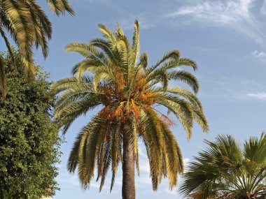 Phoenix canariensis - hurma, Kanarya Adaları hurma Sardunya, Avrupa dan