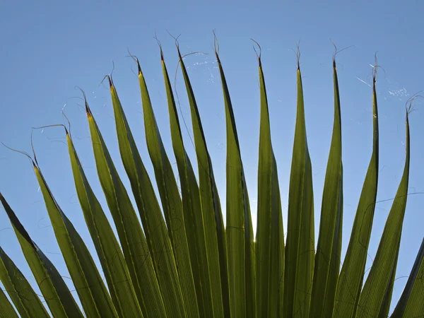 Kalifornie washingtonia, Severní washingtonia, Kalifornie fan palm, pouštní fan palm — Stock fotografie