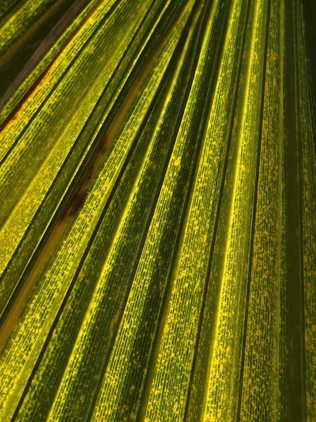 Leaf of a palm tree — Stock Photo, Image