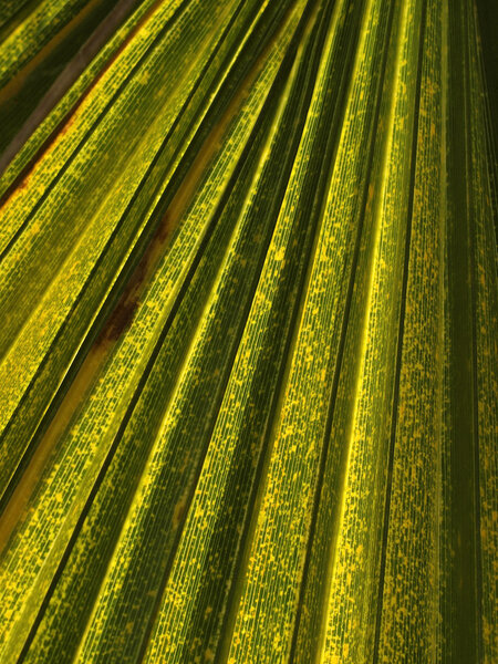 Leaf of a palm tree
