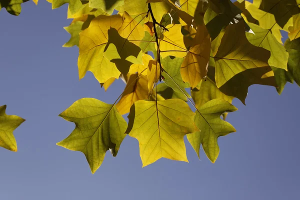 チューリップ (ユリノキ) アメリカ チューリップ木, チューリップ ポプラ, 黄色ポプラの秋、ドイツ ロイヤリティフリーのストック画像