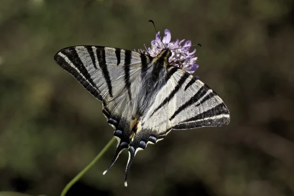 Iphiclides Podalirius, cola de golondrina escasa, cola de golondrina de vela, cola de golondrina de árbol de pera — Foto de Stock