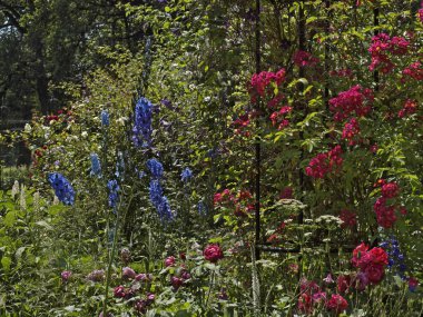GÜLNİHAL ve larkspur Almanya ile Bahçe