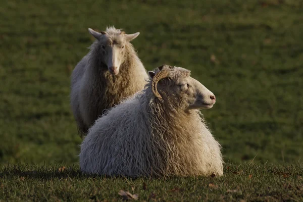 Ovelhas em um prado na Alemanha, Europa — Fotografia de Stock