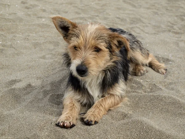 Cão jovem na praia, San Priamo, Sardenha, Itália, Europa — Fotografia de Stock