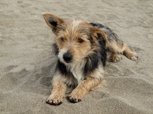 Jonge hond op het strand, san priamo, Sardinië, Italië, Europa — Stockfoto