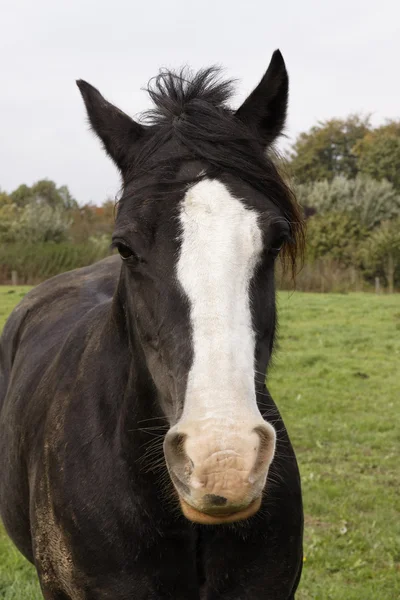 Retrato de caballo en un prado en Baja Sajonia, Alemania — Foto de Stock