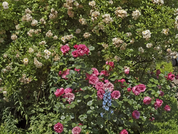 蔷薇与在德国的飞燕草的花园 — 图库照片