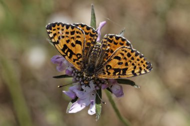 melitaea Didim, Batı Avrupa'dan fritillary veya kırmızı bantlı fritillary kelebek benekli