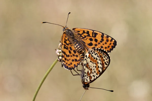 Melitaea didyma, Spotted Fritillary or Red-band Fritillary butterfly from Western Europe — Stock Photo, Image