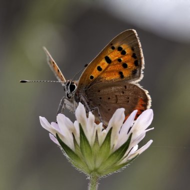 Lycaena phlaeas, Small Copper, American Copper, Common Copper clipart