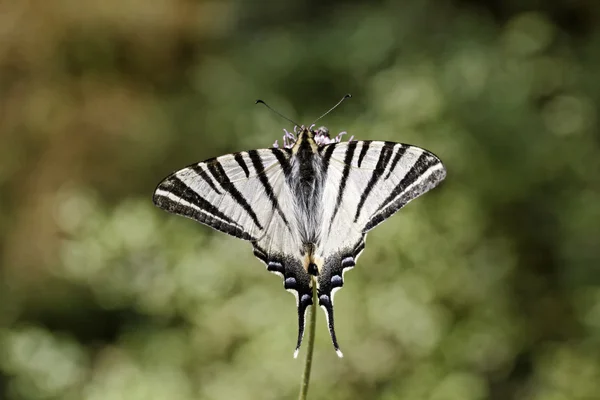 Iphiclides podalirius, otakárek ovocný, plout otakárek, dub otakárek z jižní Evropy — Stock fotografie