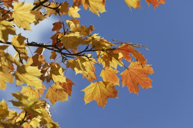 Acer platanoides, Sonbaharda Norveç akçaağacı