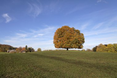 Horse chestnut tree (Aesculus hippocastanum) Conker tree in autumn, Lengerich, North Rhine-Westphalia, Germany, Europe
