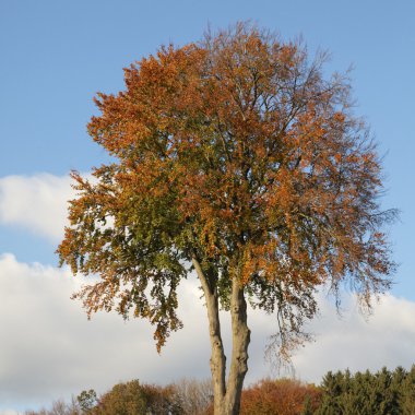Deciduous tree in autumn, Lower Saxony, Germany clipart