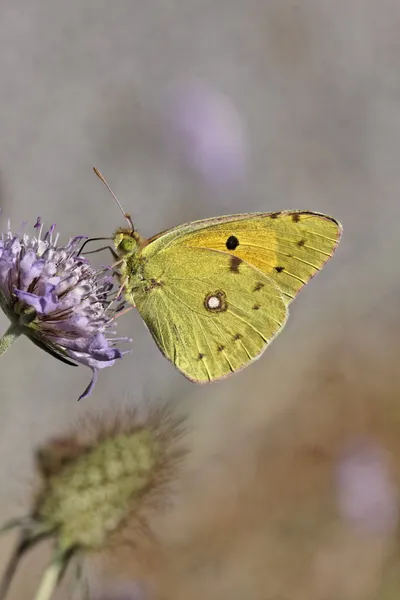 Colias crocea, dunkelgelb bewölkt, gelb gewölbt, der gelbgewölbte Schmetterling aus Europa — Stockfoto