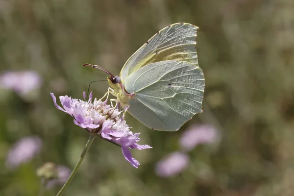 Gonepteryx 埃及艳后，克娄巴特拉蝴蝶从位于法国南部，欧洲 — 图库照片