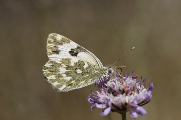 Pontia daplidice, Güney Fransa, Avrupa banyo beyaz kelebek — Stok fotoğraf