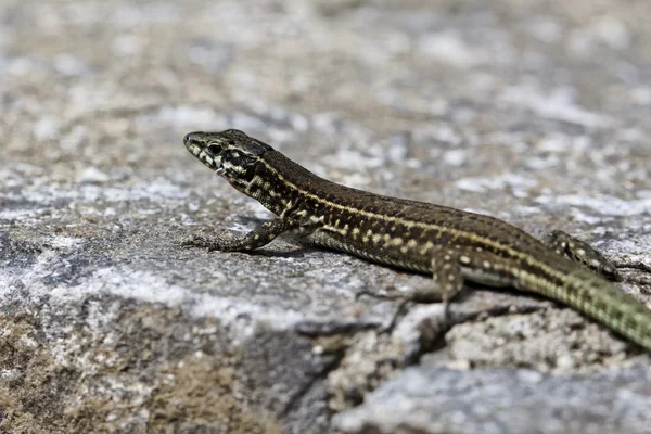 Padarcis tiliguerta, Tyrrhenian Wall Lizard — Stock Photo, Image