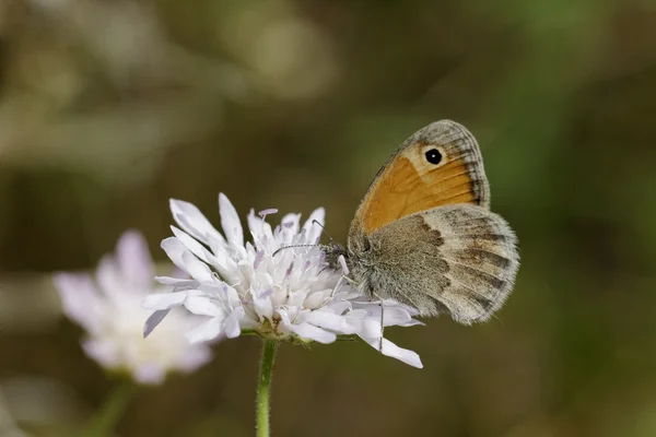 Coenonympha pamphilus, liten Heath fjäril — Stockfoto