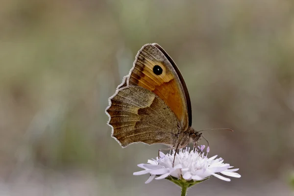 Łąka brązowy motyl (kobieta) z południowej Francji, Europa — Zdjęcie stockowe