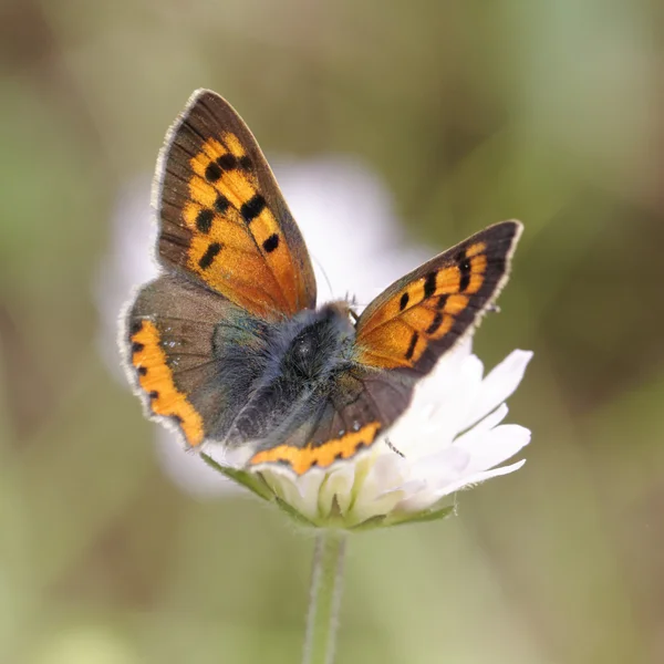 Licaena phlaeas, Small Copper, American Copper, Common Copper, kupu-kupu eropa — Stok Foto