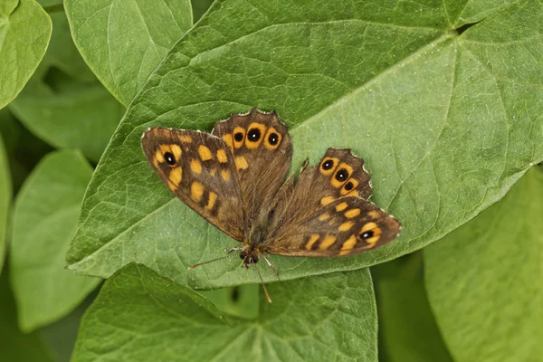 Pararge aegeria, Speckled Wood Butterfly — Stock Photo, Image