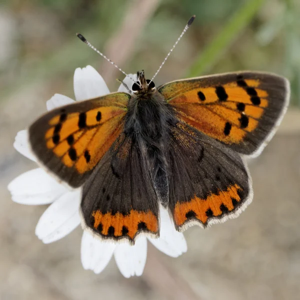 Lycaena phlaeas, Small Copper, American Copper, Common Copper, european butterfly — Stock Photo, Image