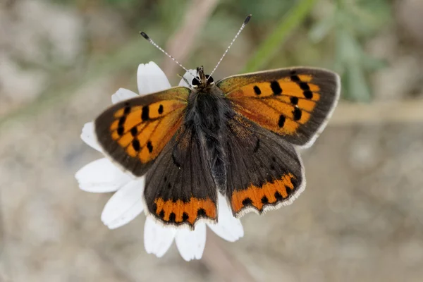 Lycaena phlaeas, malé mědi, americký mědi, běžné mědi, Evropský motýl — Stock fotografie