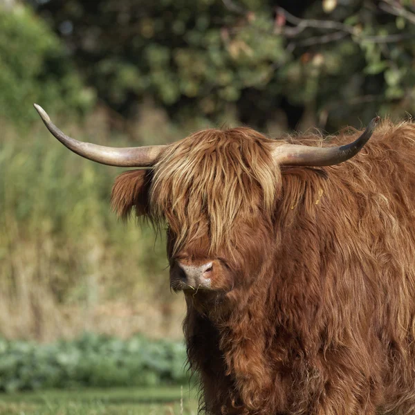 ハイランド牛、低いザクセン、ドイツの草原上の kyloe — ストック写真
